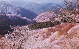 Hoa anh đào ôm trọn núi Yoshino tạo nên một vẻ thơ mộng